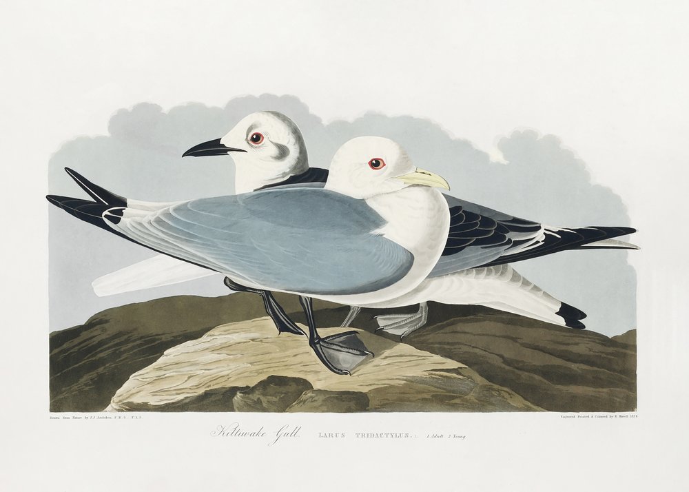  autorstwa John James Audubon
