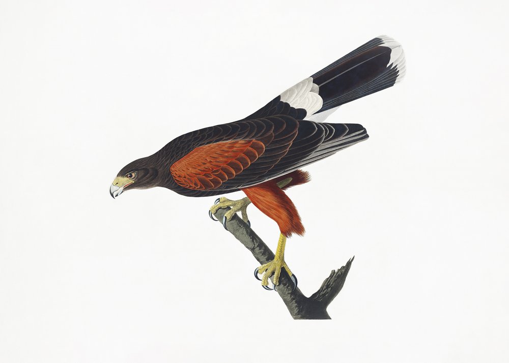  autorstwa John James Audubon