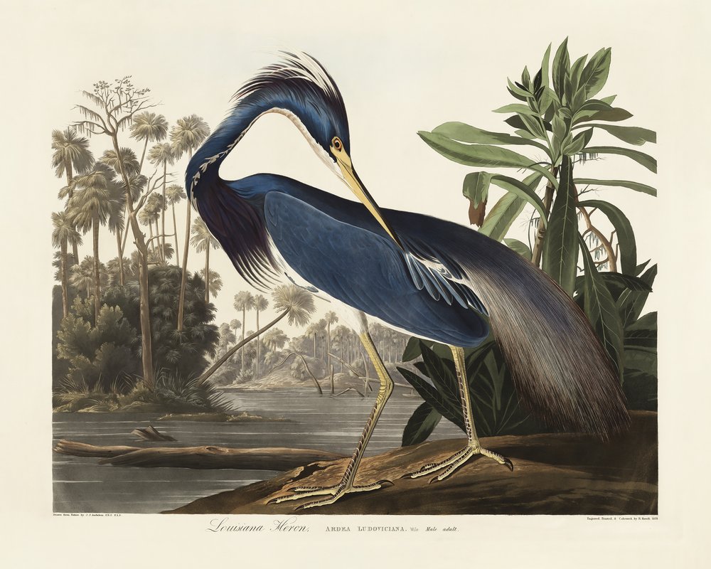  autorstwa John James Audubon