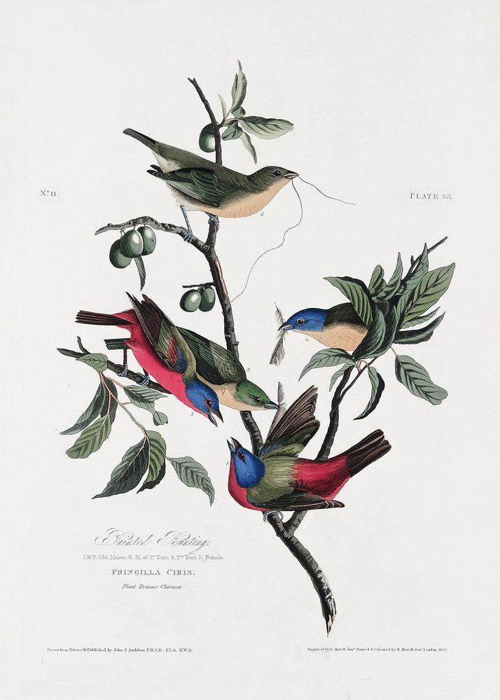  autorstwa John James Audubon