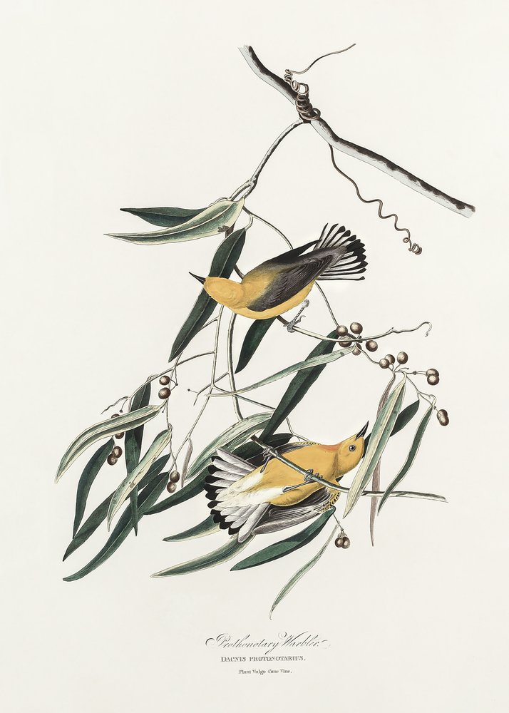  autorstwa John James Audubon