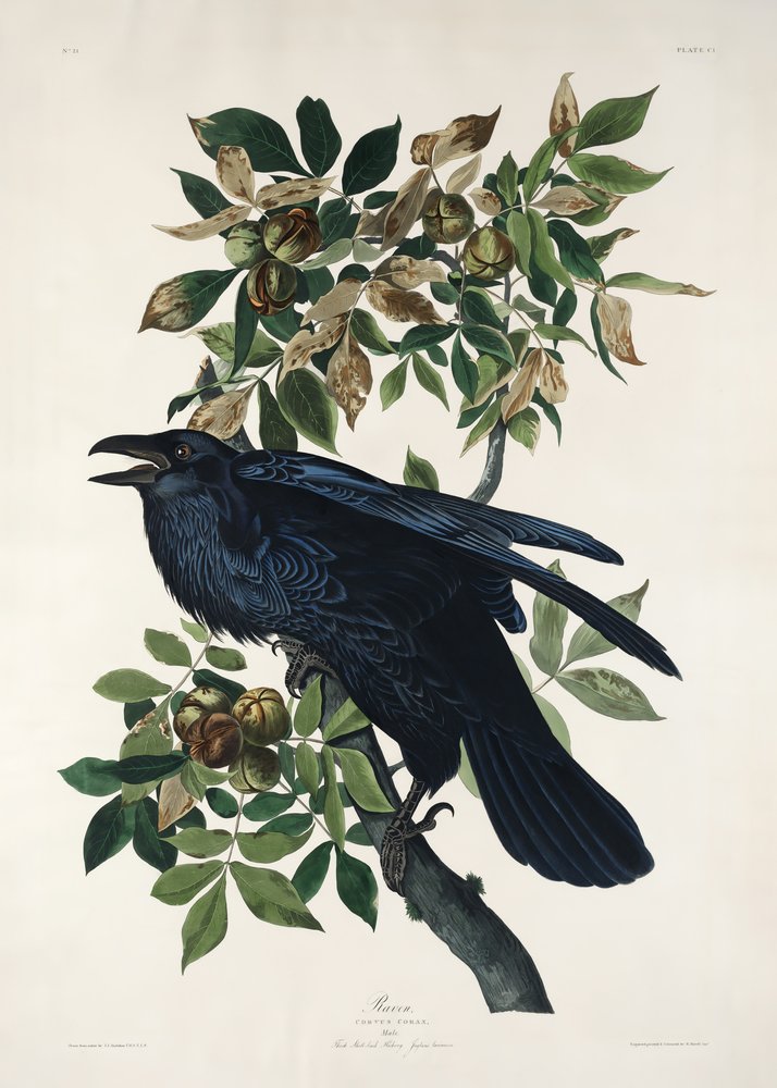  autorstwa John James Audubon