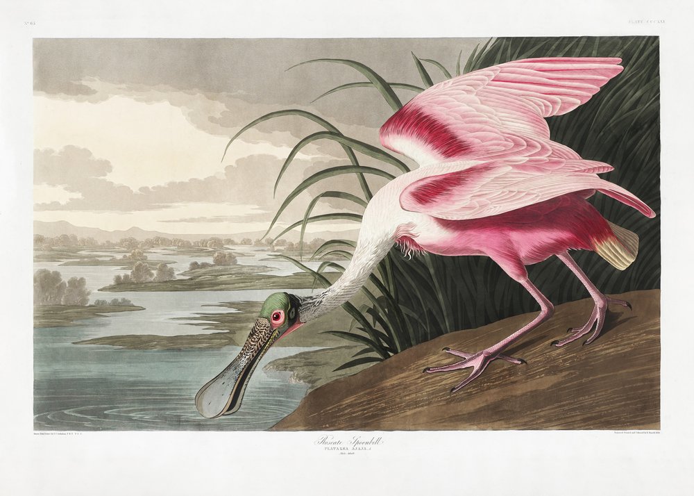  autorstwa John James Audubon