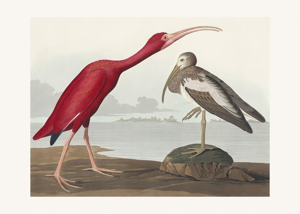  autorstwa John James Audubon