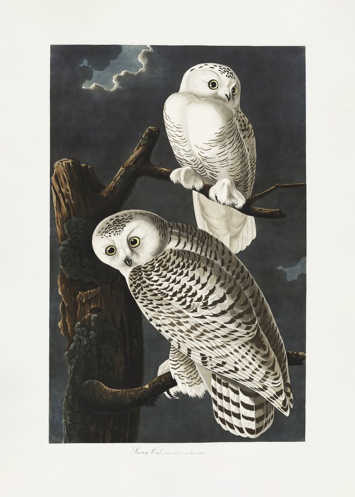  autorstwa John James Audubon
