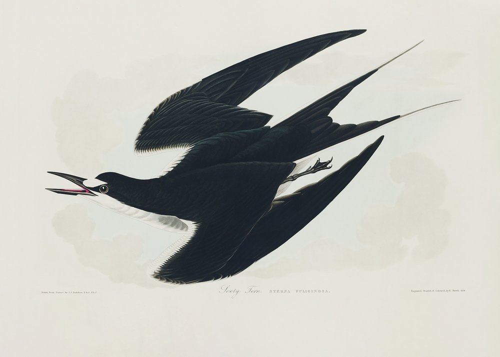  autorstwa John James Audubon