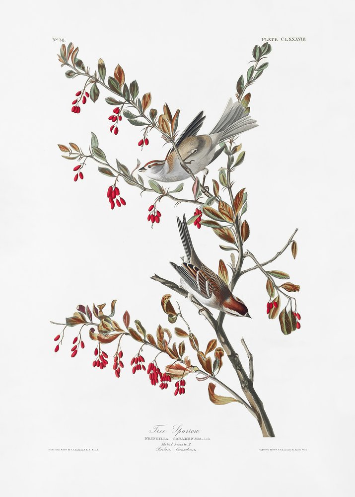  autorstwa John James Audubon