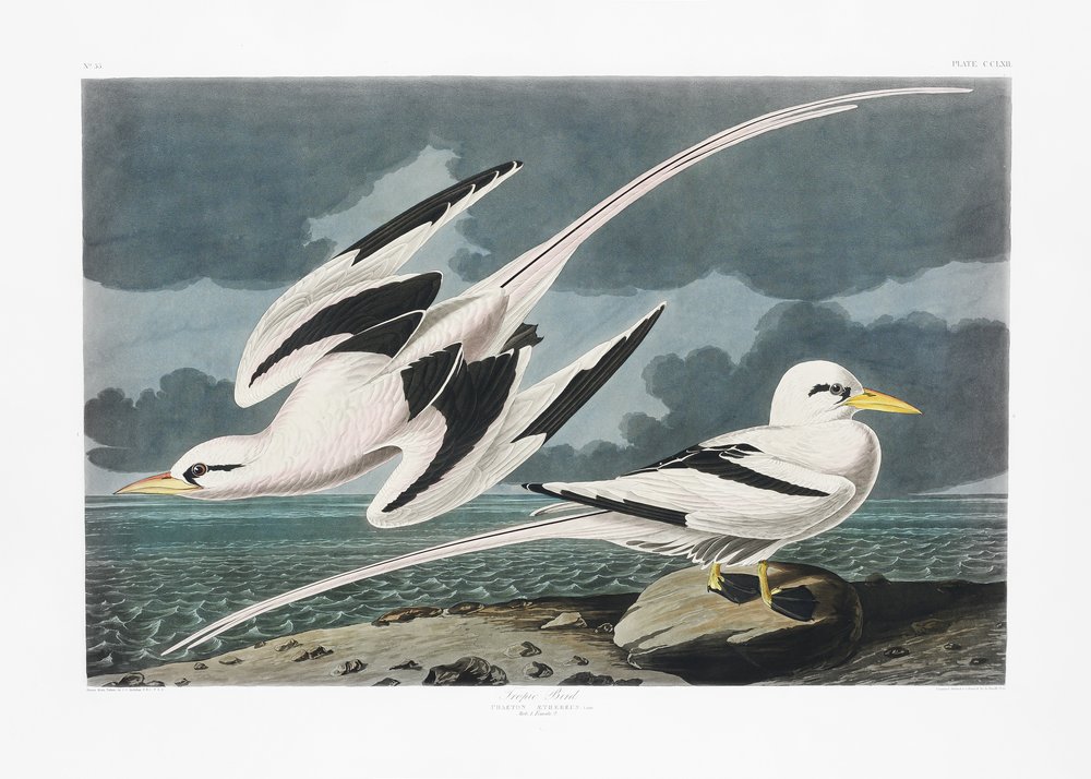  autorstwa John James Audubon