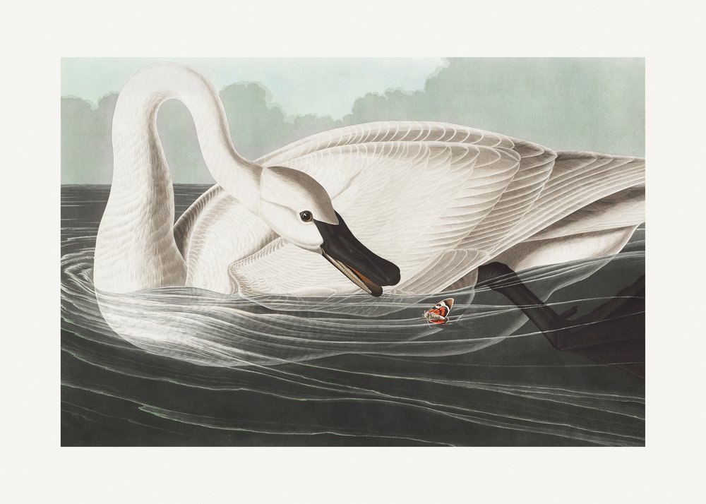  autorstwa John James Audubon