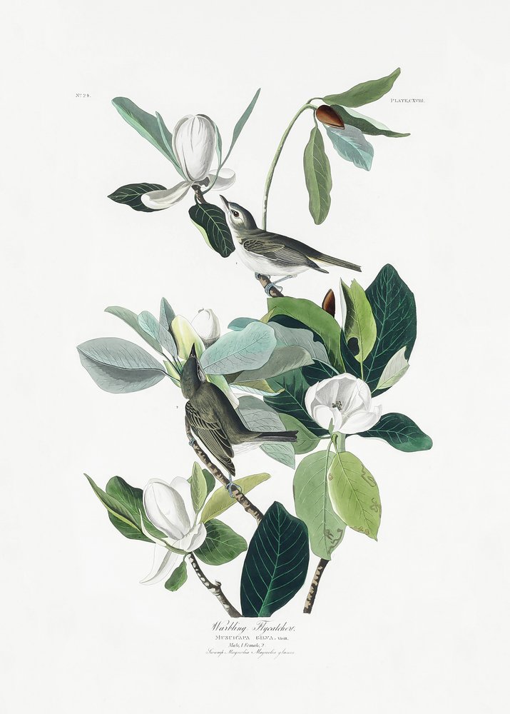  autorstwa John James Audubon