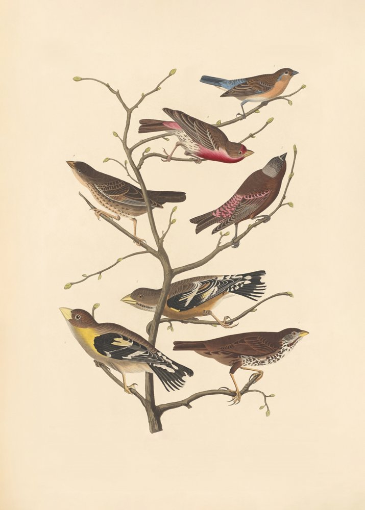 Zięba lazuli autorstwa John James Audubon/ Rob Havell