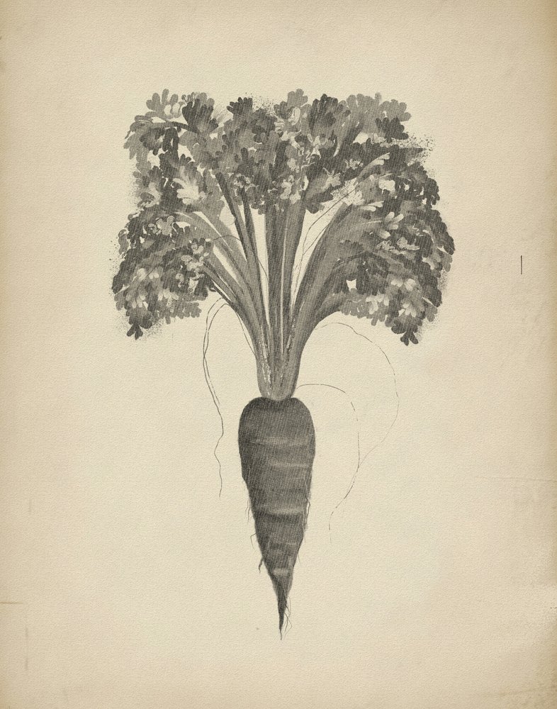 Rysunek botaniczny marchewki autorstwa Josie George