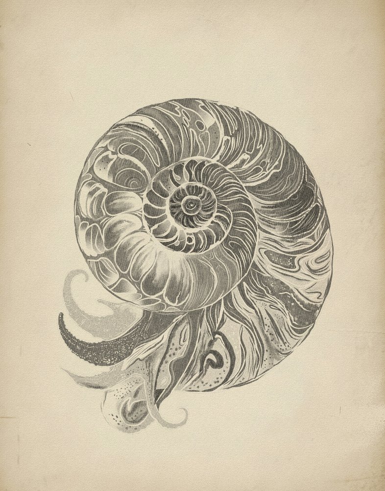 Skomplikowana spirala nautilusa autorstwa Josie George