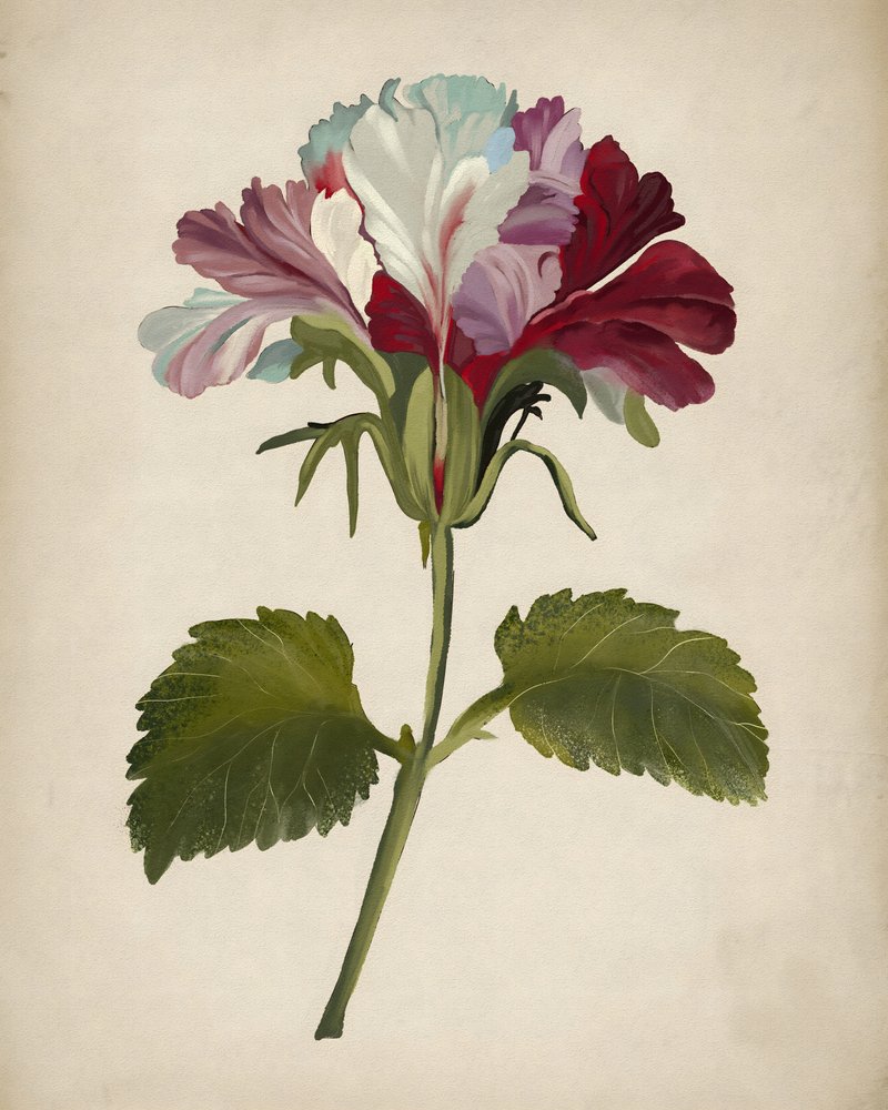 Żywe kwiaty pelargonii autorstwa Josie George