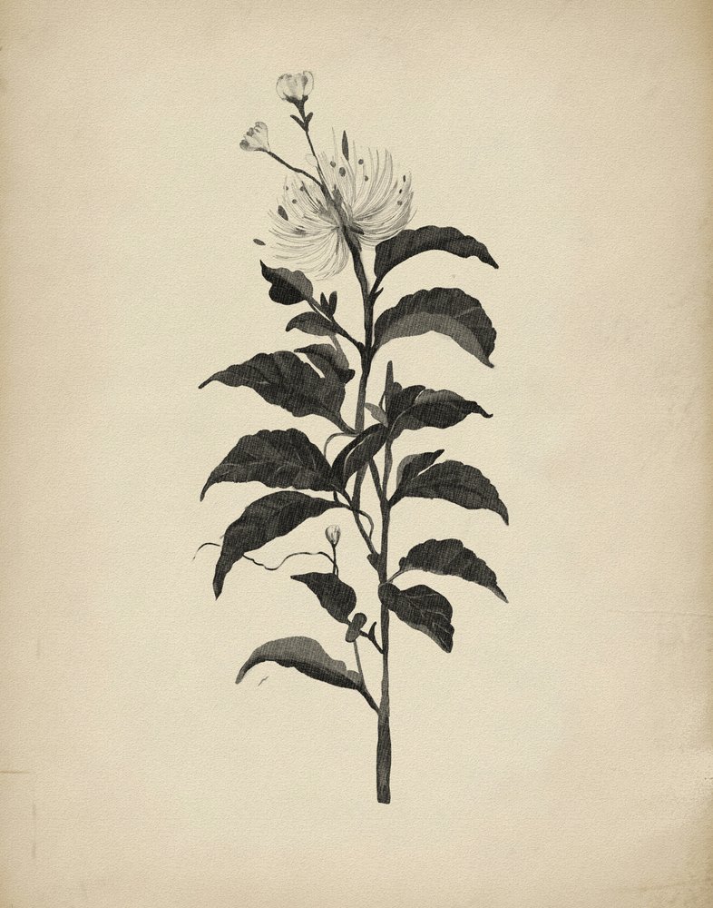 Ilustracja botaniczna w stylu vintage autorstwa Josie George