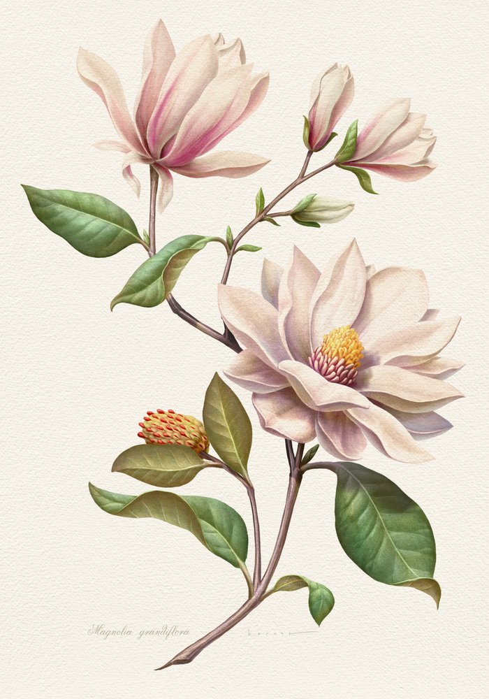 Różowe kwiaty magnolii autorstwa Juan Hernaz
