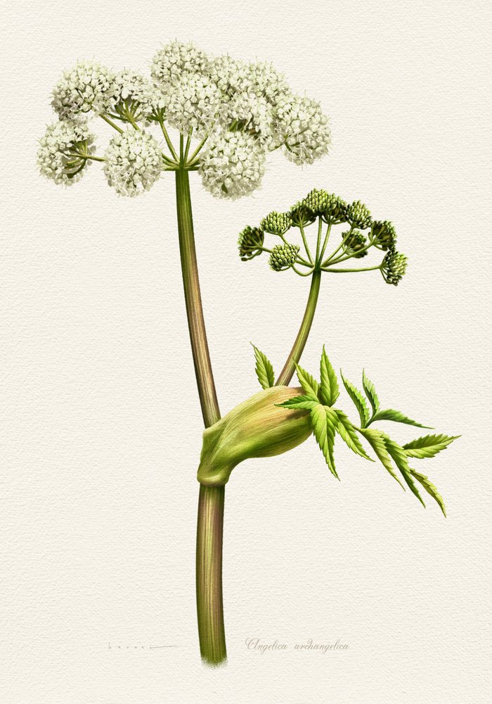 Ilustracja botaniczna białej arcydzięgla autorstwa Juan Hernaz