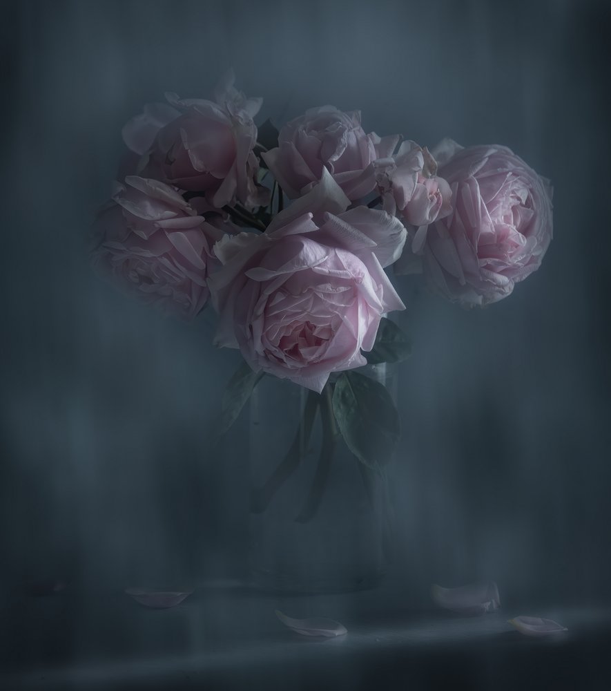 Róże w kolorze Moody Pink autorstwa Judy Tseng