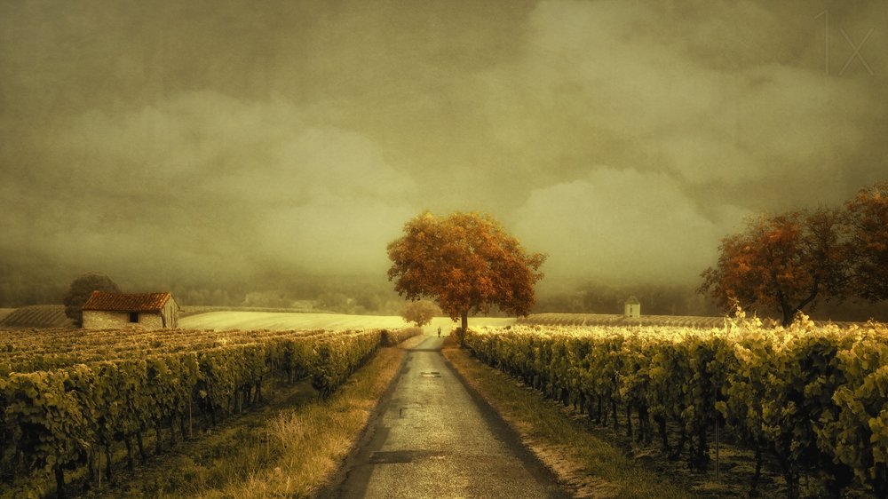 Jesienna droga winnic autorstwa Lars van de Goor †