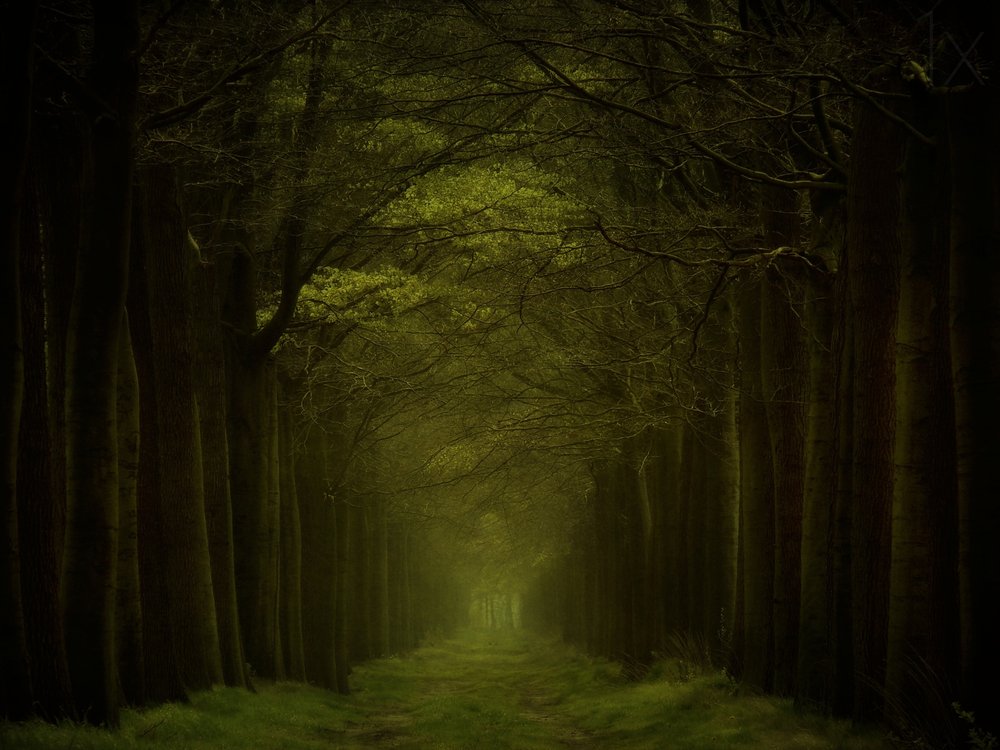 Ścieżka w ciemnym lesie autorstwa Lars van de Goor †