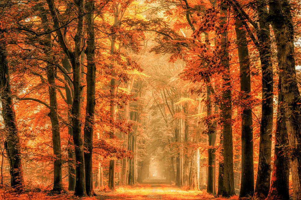 Złota jesienna leśna ścieżka autorstwa Lars van de Goor †