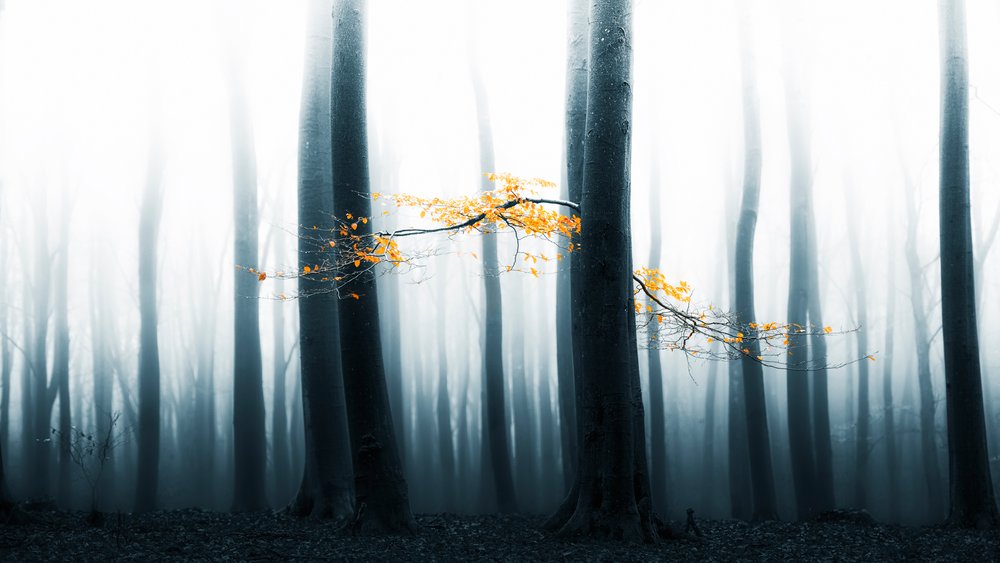 Blask mglistego lasu autorstwa Lars van de Goor †