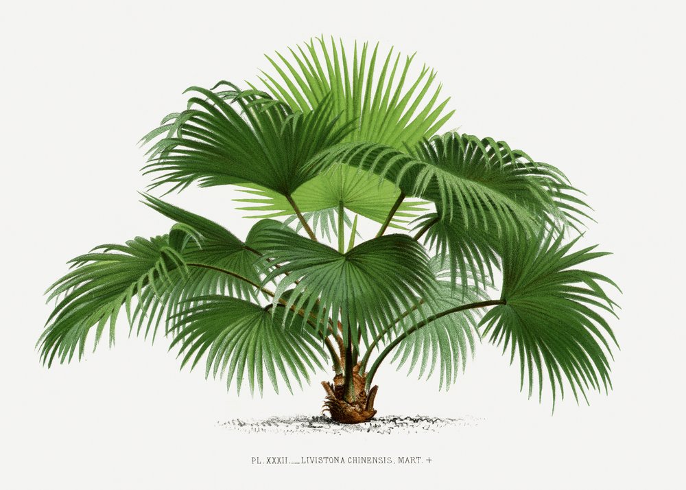 autorstwa Les Palmiers Histoire Iconographique