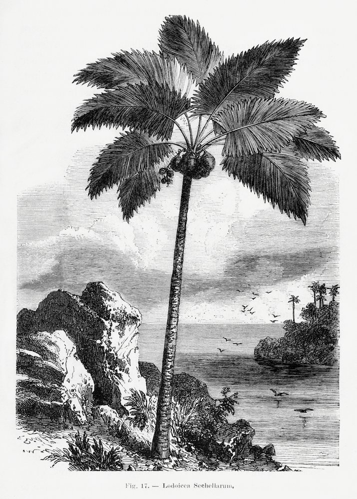  autorstwa Les Palmiers Histoire Iconographique