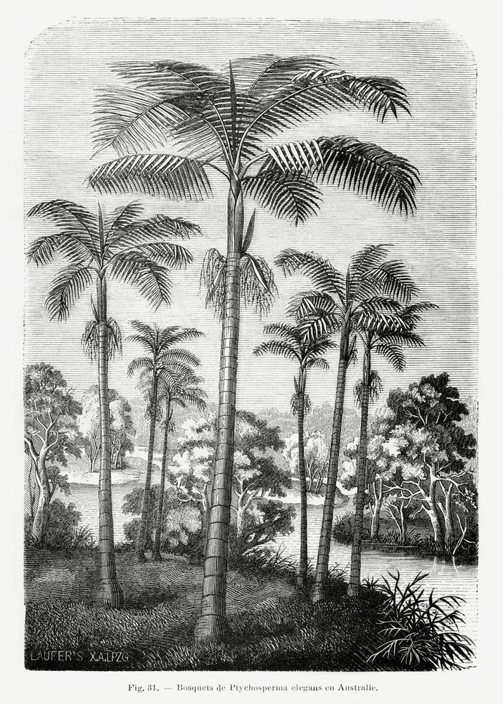  autorstwa Les Palmiers Histoire Iconographique