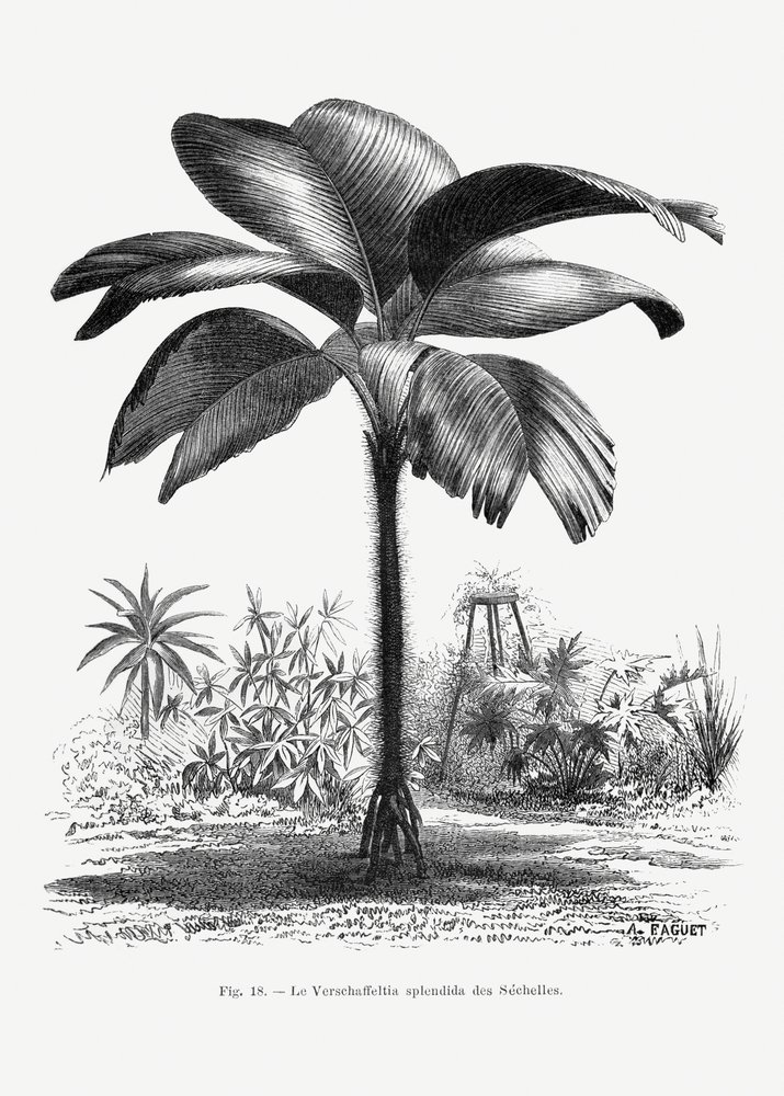  autorstwa Les Palmiers Histoire Iconographique