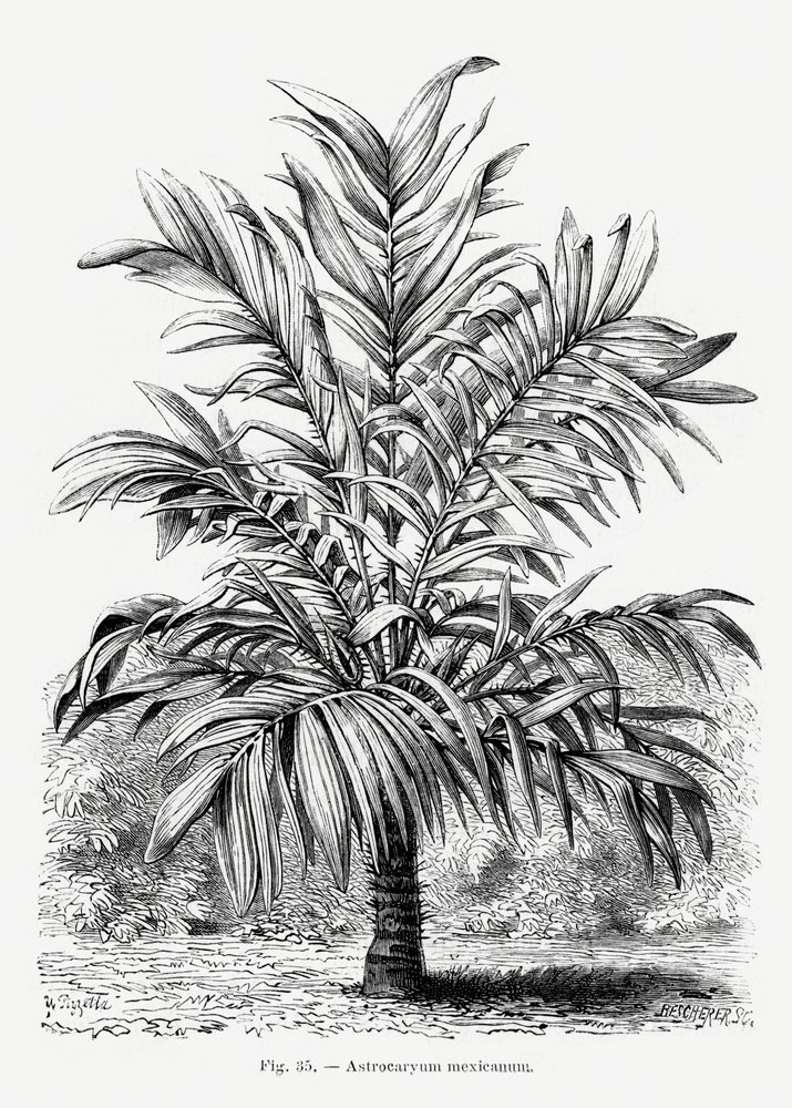  autorstwa Les Palmiers Histoire Iconographique