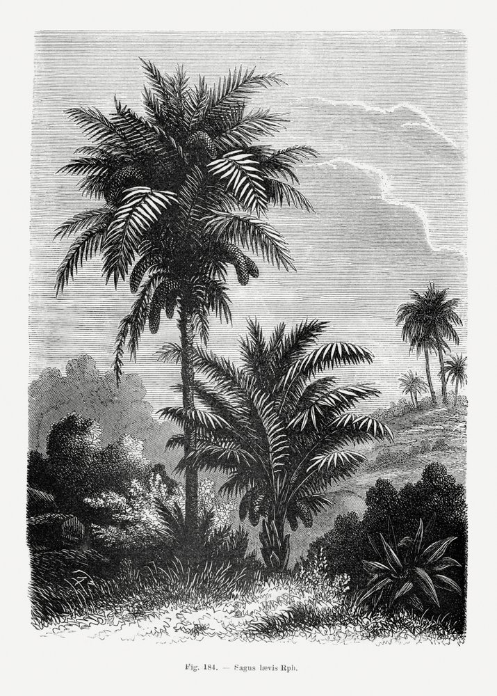  autorstwa Les Palmiers Histoire Iconographique