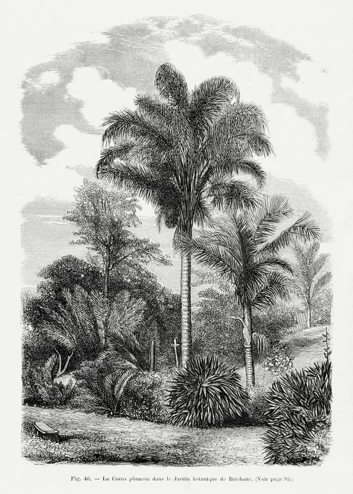  autorstwa Les Palmiers Histoire Iconographique