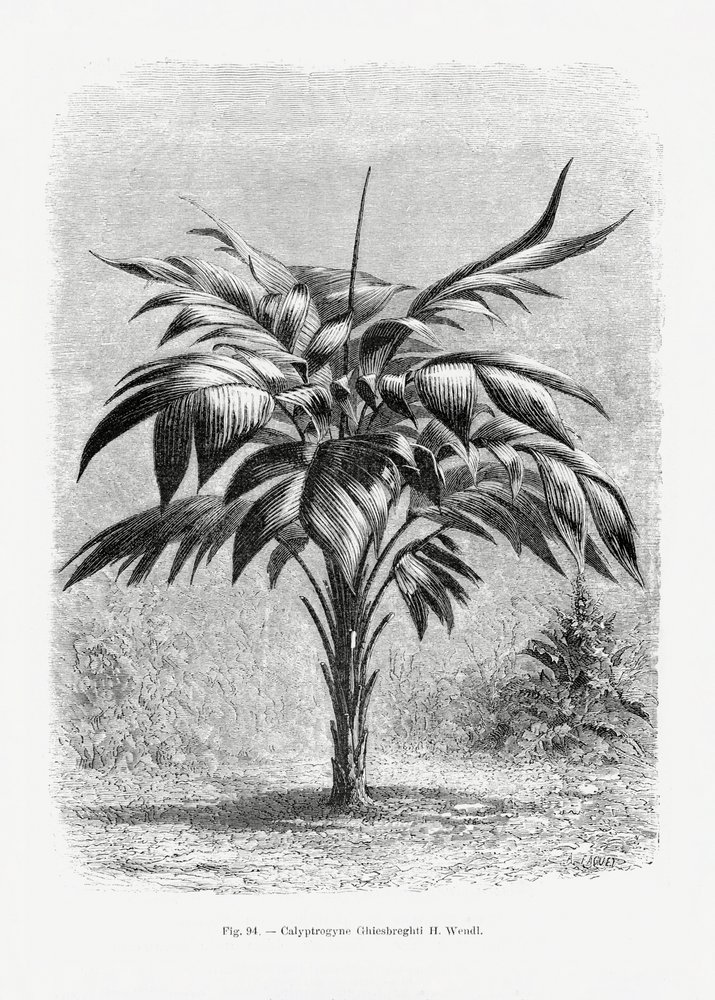  autorstwa Les Palmiers Histoire Iconographique