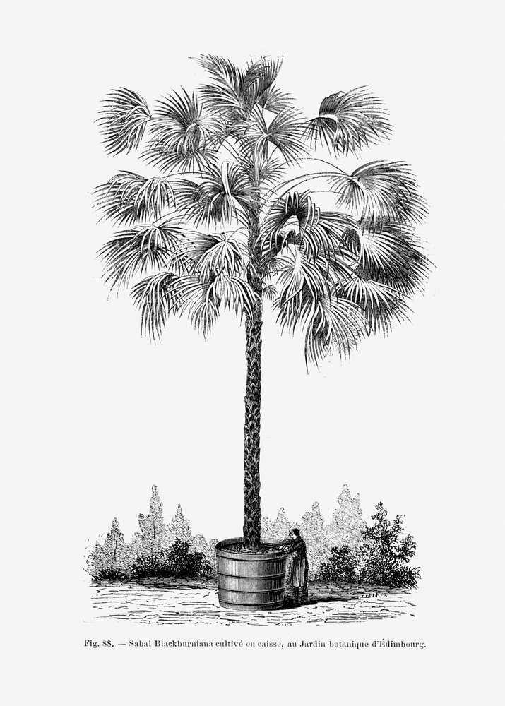  autorstwa Les Palmiers Histoire Iconographique