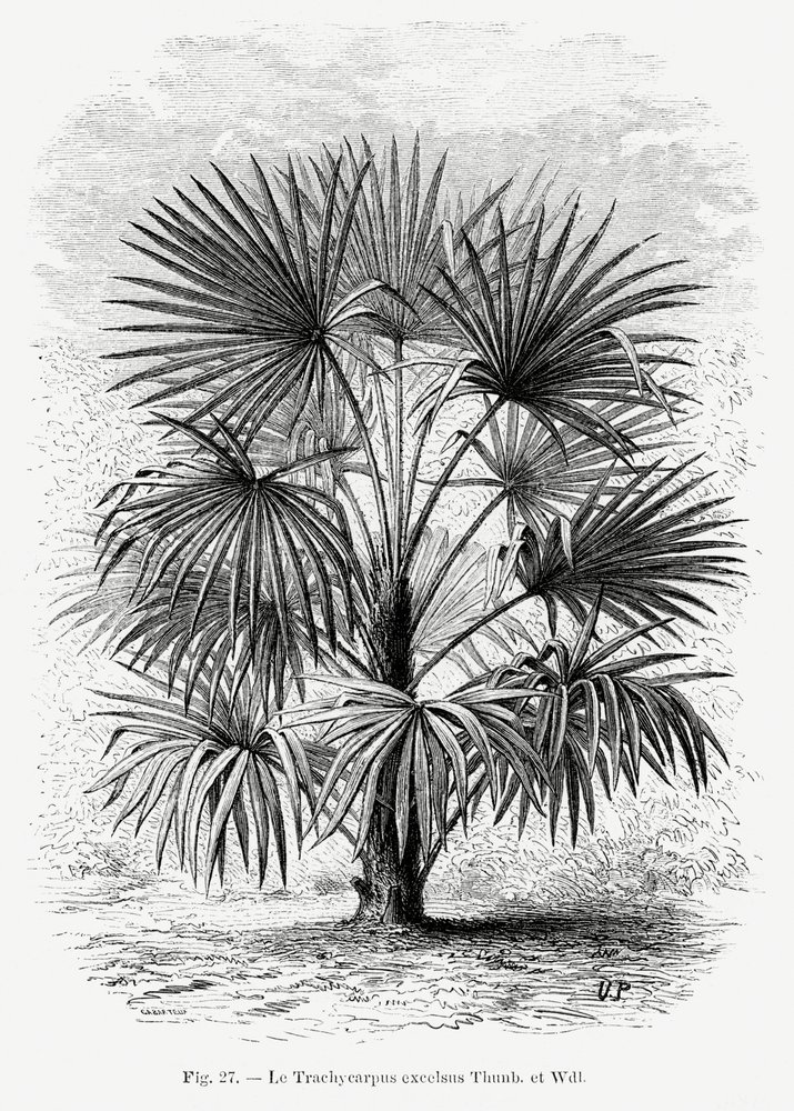  autorstwa Les Palmiers Histoire Iconographique