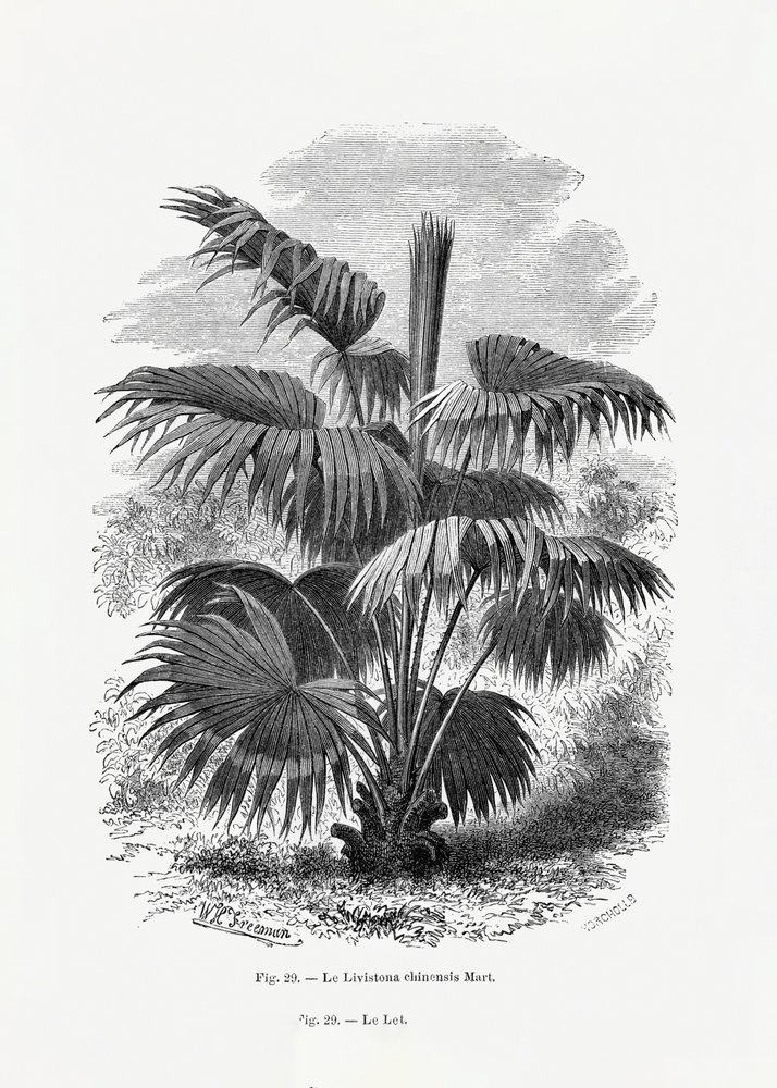  autorstwa Les Palmiers Histoire Iconographique
