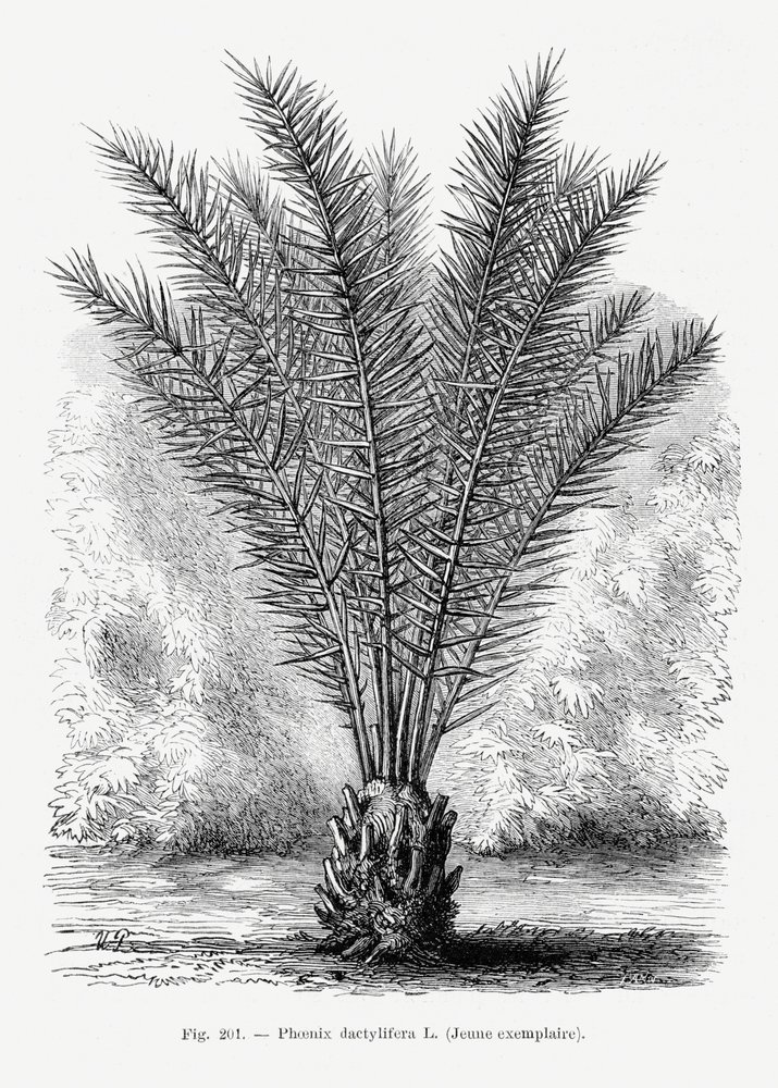  autorstwa Les Palmiers Histoire Iconographique