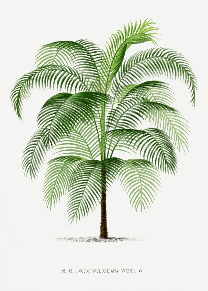  autorstwa Les Palmiers Histoire Iconographique