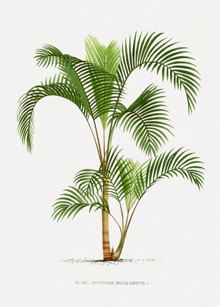  autorstwa Les Palmiers Histoire Iconographique