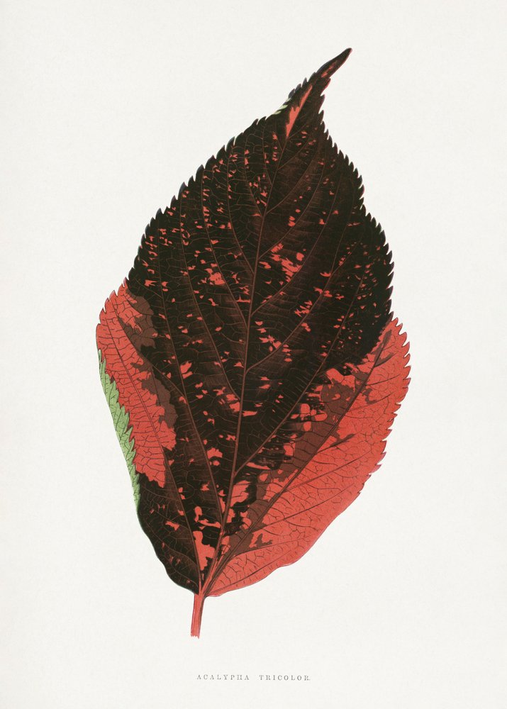  autorstwa Les Plantes a Feuillage Colore