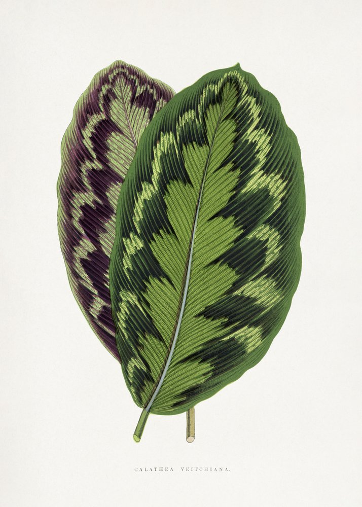  autorstwa Les Plantes a Feuillage Colore