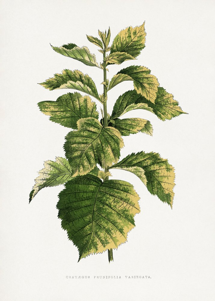  autorstwa Les Plantes a Feuillage Colore