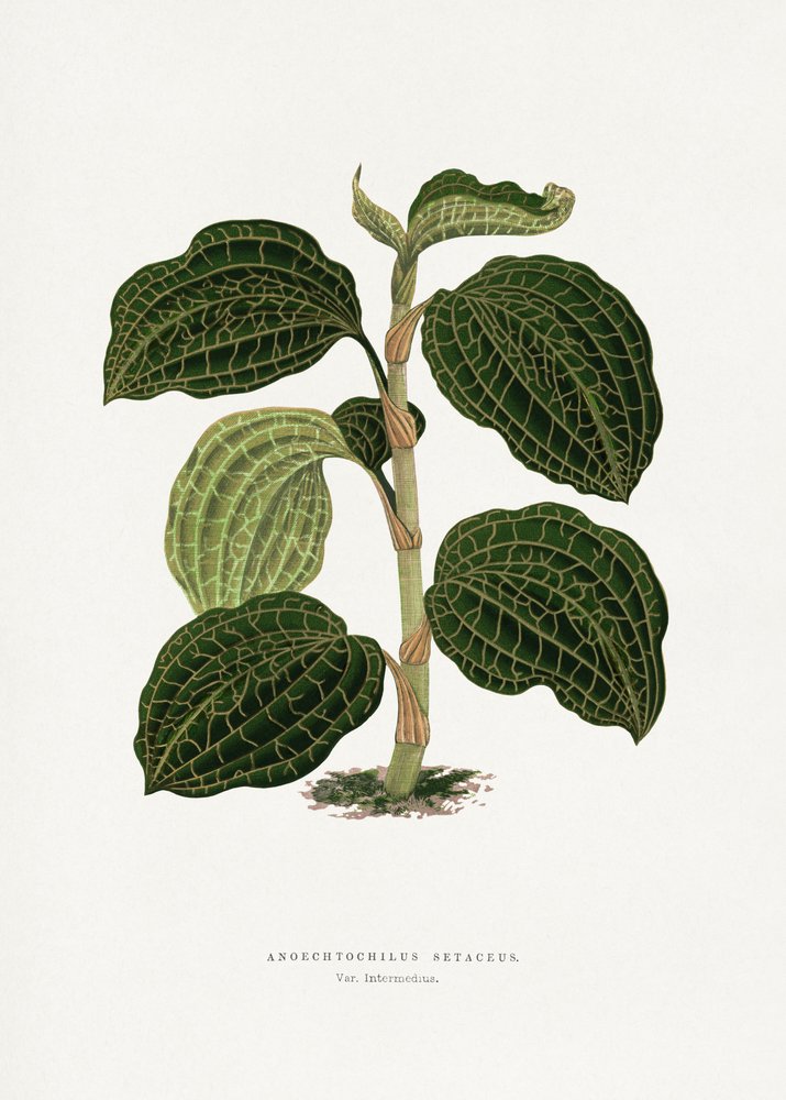  autorstwa Les Plantes a Feuillage Colore