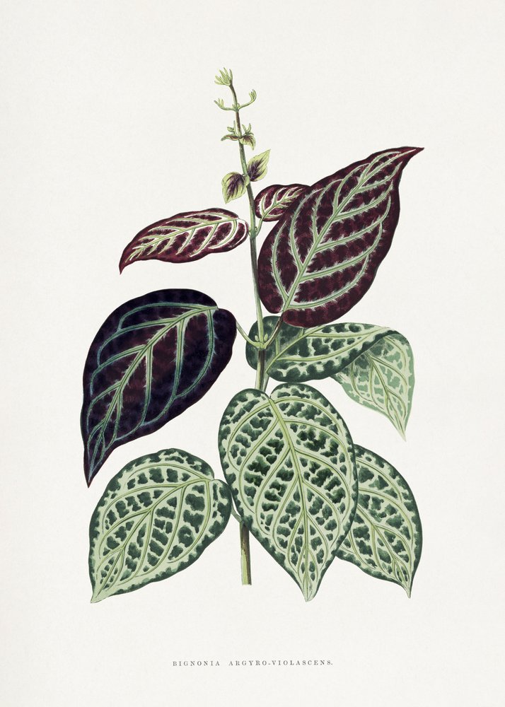  autorstwa Les Plantes a Feuillage Colore