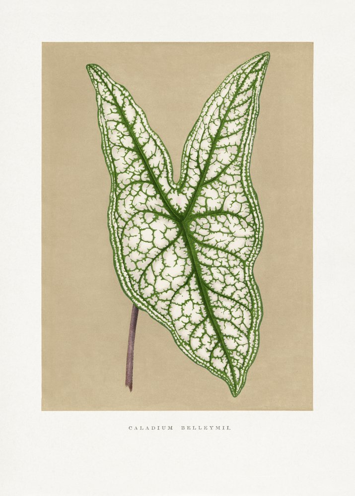  autorstwa Les Plantes a Feuillage Colore