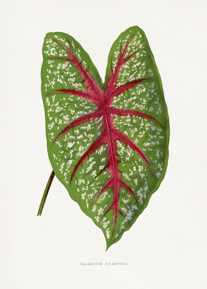  autorstwa Les Plantes a Feuillage Colore