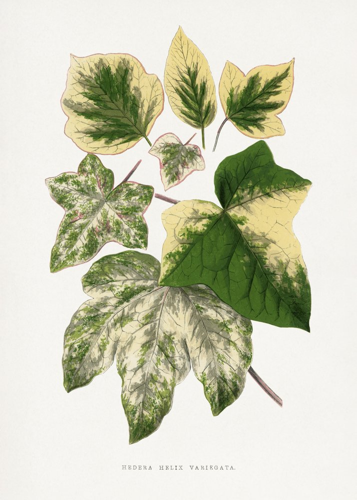  autorstwa Les Plantes a Feuillage Colore