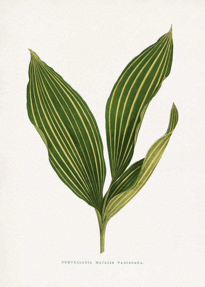  autorstwa Les Plantes a Feuillage Colore