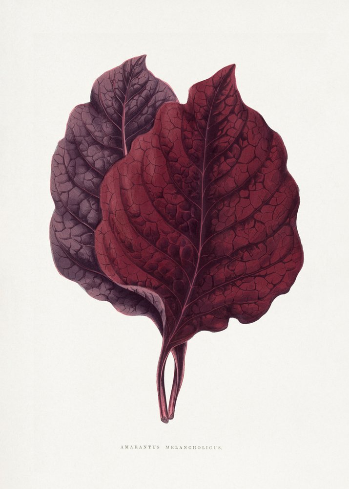  autorstwa Les Plantes a Feuillage Colore